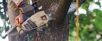 Best Firewood Processing and Delivery  in Earlimart, CA
