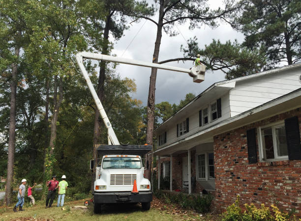Professional Tree Care in Earlimart, CA