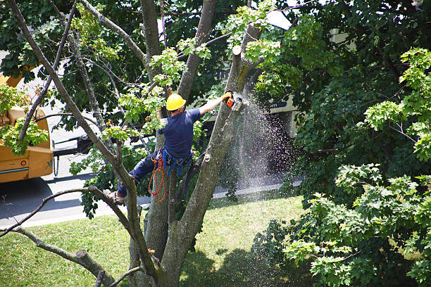 Best Tree Trimming and Pruning  in Earlimart, CA
