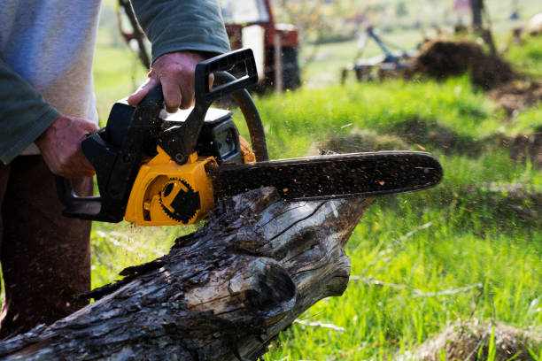 Best Tree Cabling and Bracing  in Earlimart, CA