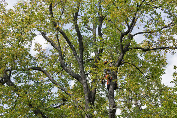 How Our Tree Care Process Works  in  Earlimart, CA
